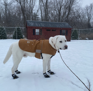 Dog named Jack Jack wearing an outdoor sweater and boots in the snow.