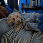 Dog named Sookie snuggled up in bed, no need for a doggy bed.