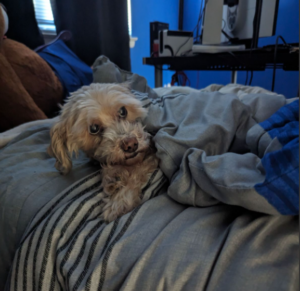 Dog named Sookie snuggled up in bed, no need for a doggy bed.
